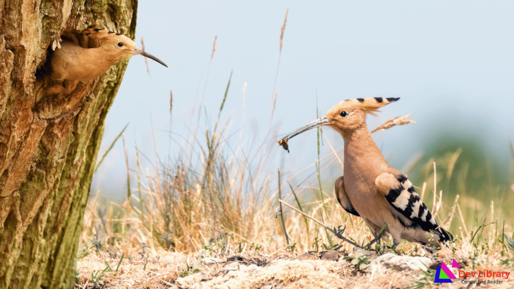 কাকৈশিৰা চৰাই - Hoopoe Bird in Assamese