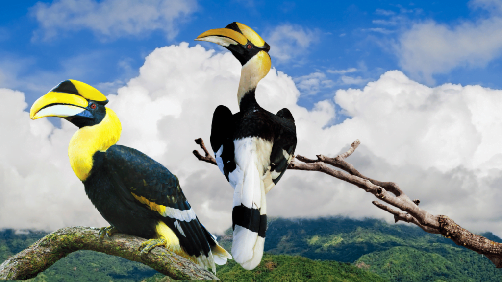 ধনেশ চৰাই বিষয়ে এক অধ্যয়ণ - Hornbill Essay In Assamese