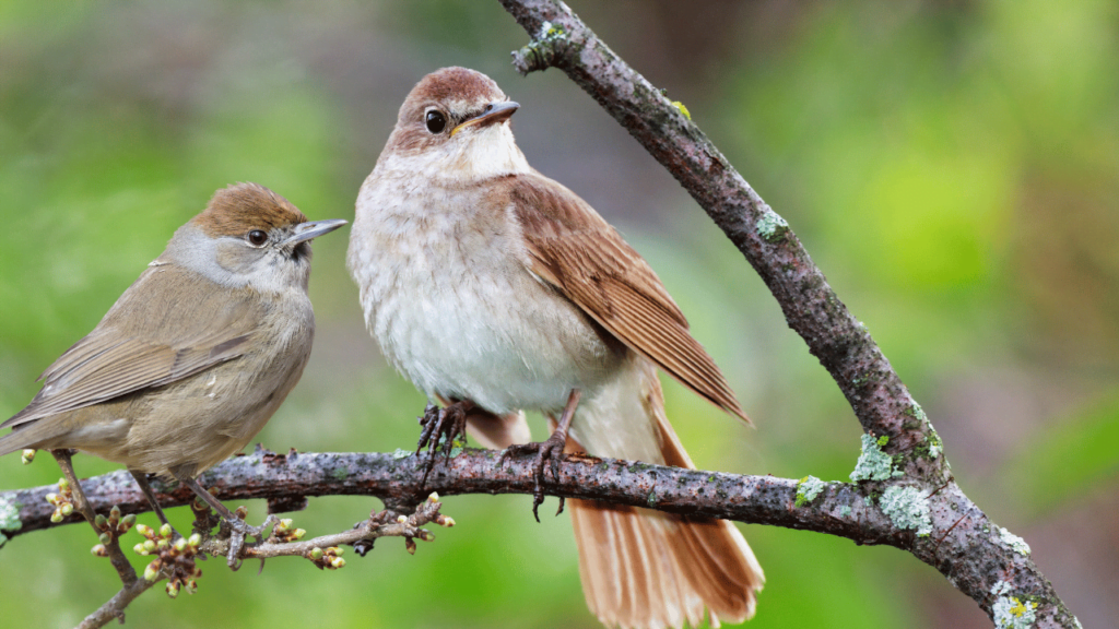 নাইটিংগেল চৰাই - Nightingale Bird In Assamese
