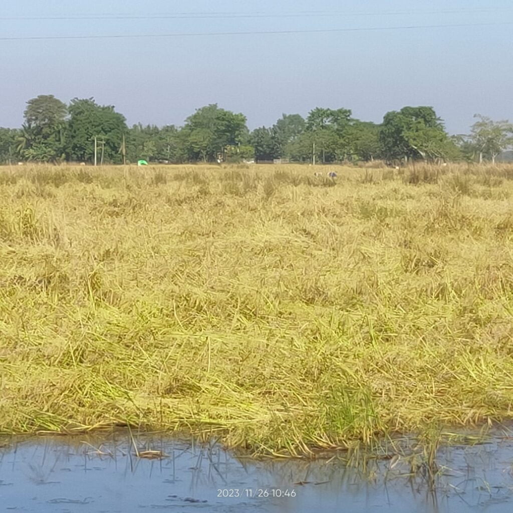 অসমৰ কাউৰী বাদাম ধান খেতি পথাৰৰ চিত্ৰ