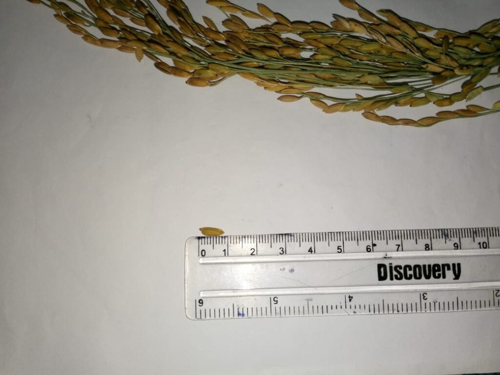 কাউৰী বাদাম ধান আকাৰ–আকৃতি