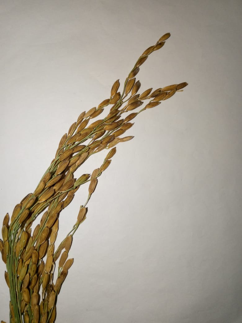 কাউৰী বাদাম ধান