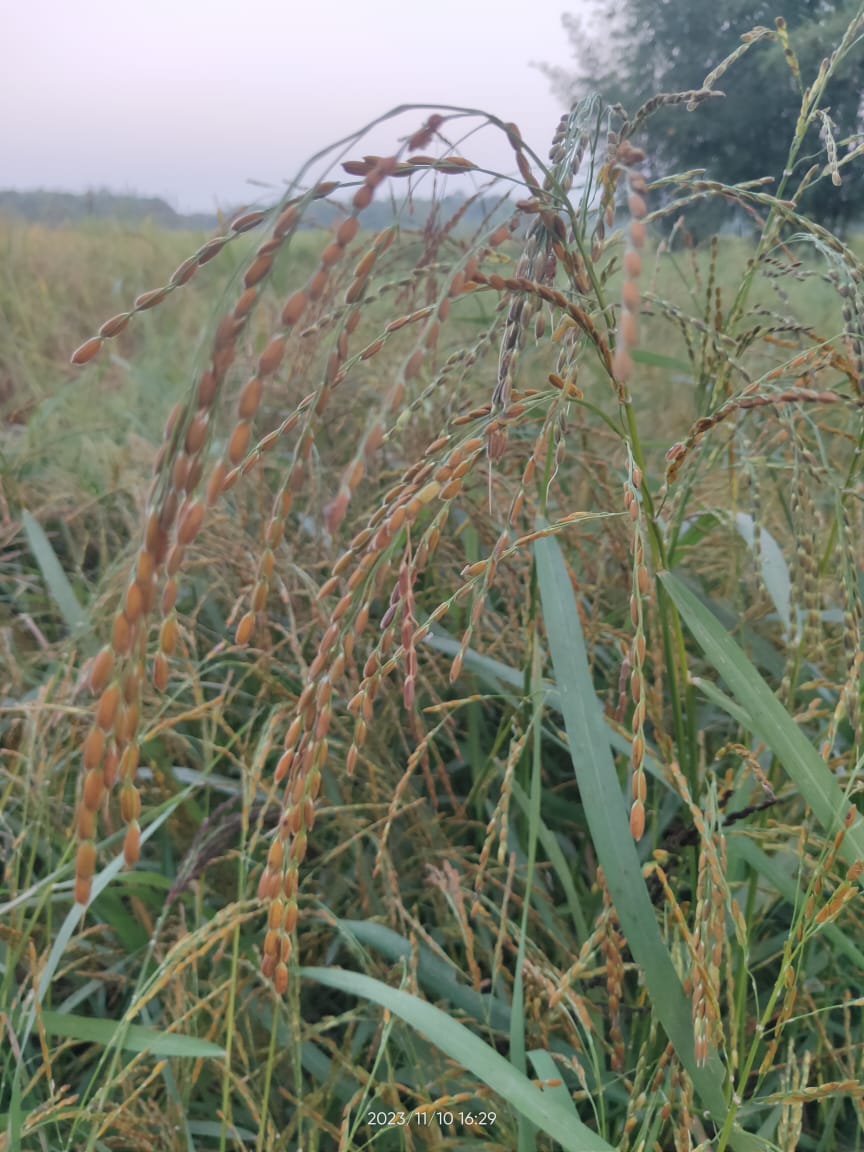 কাৱৈ বাদাম ধান