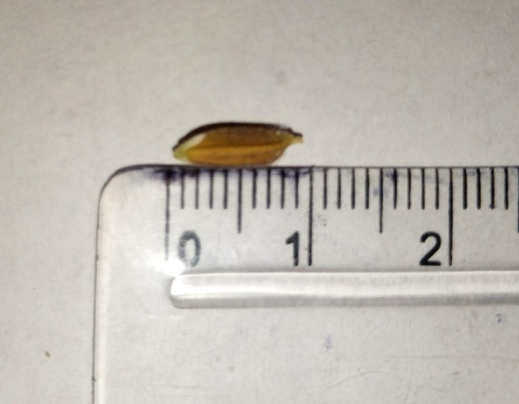 কাৱৈ বাদাম ধান আকাৰ – আকৃতি