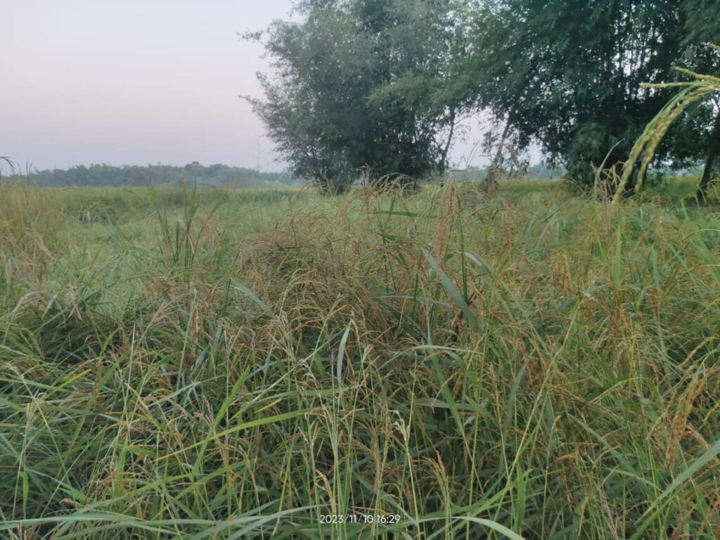 অসমৰ পথাৰৰ কাৱৈ বাদাম ধানৰ খেতি চিত্ৰ