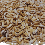 অসমৰ পথাৰৰ MB 1 ধানৰ খেতি চিত্ৰ