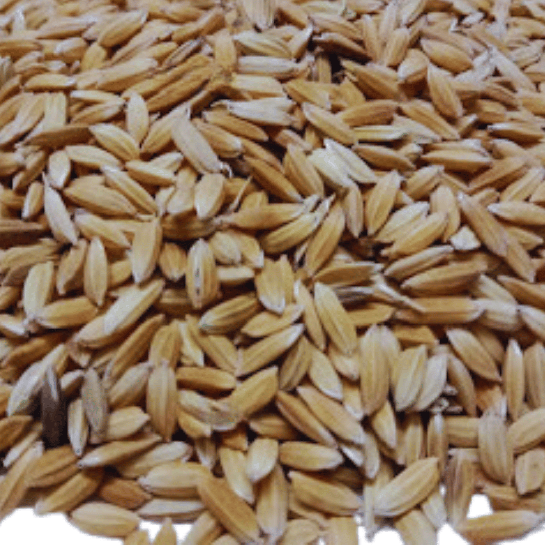 অসমৰ পথাৰৰ MB 1 ধানৰ খেতি চিত্ৰ