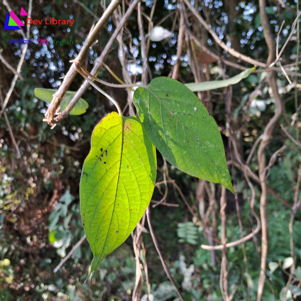 ভেদাইলতা | Skunk Vine | Paederia foetida