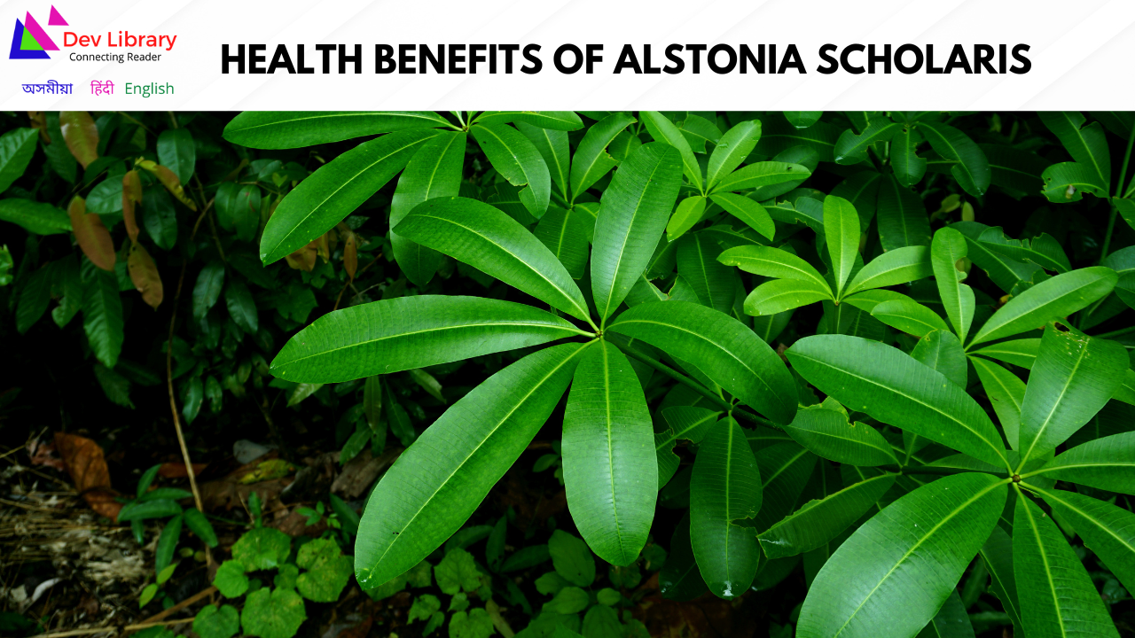 Health Benefits of Alstonia scholaris