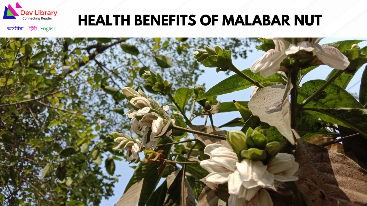 Health Benefits of Malabar nut | বগা বাহকৰ স্বাস্থ্যজনিত উপকাৰিতা