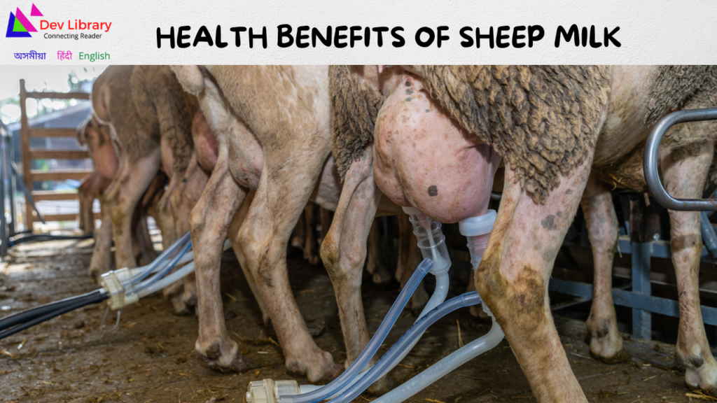 Health Benefits of Sheep Milk