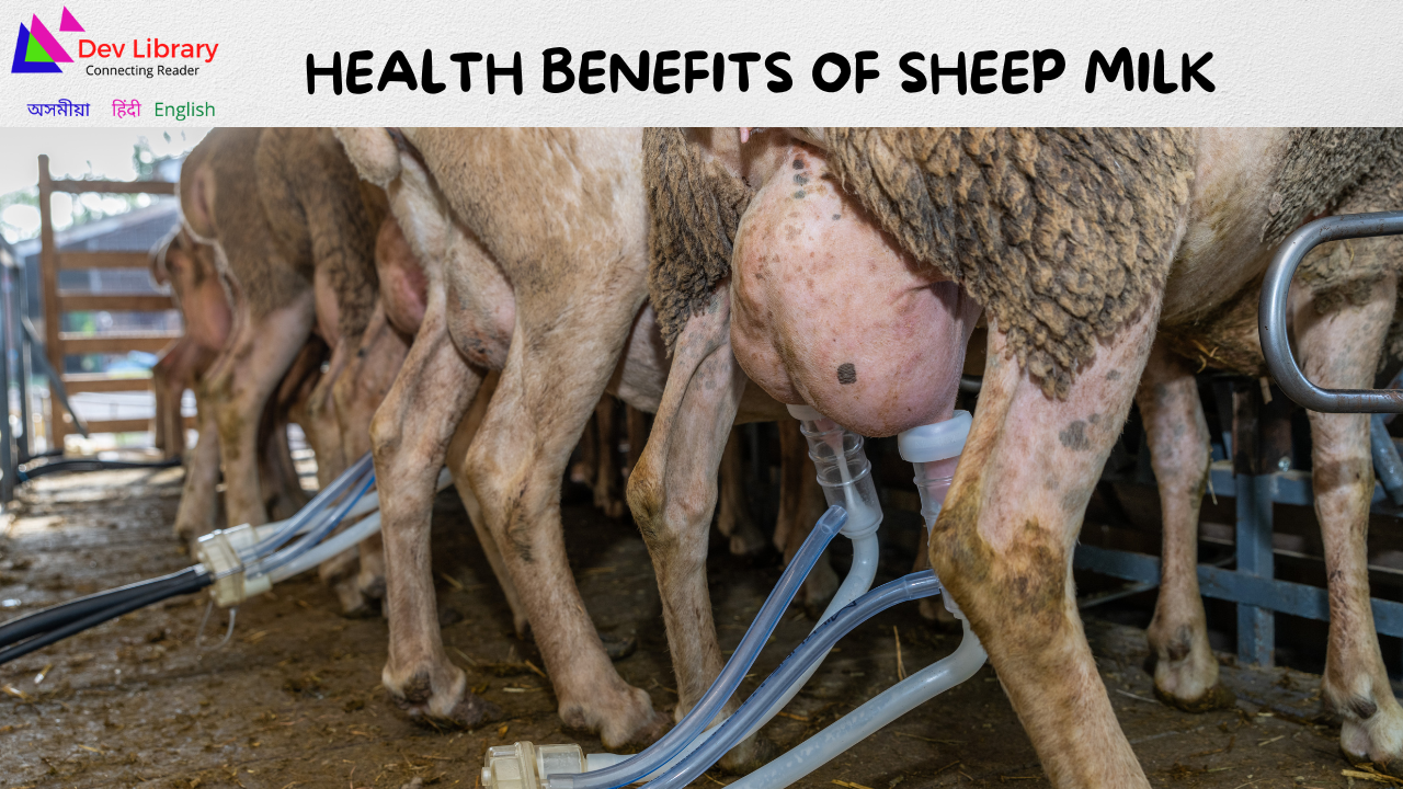Health Benefits of Sheep Milk