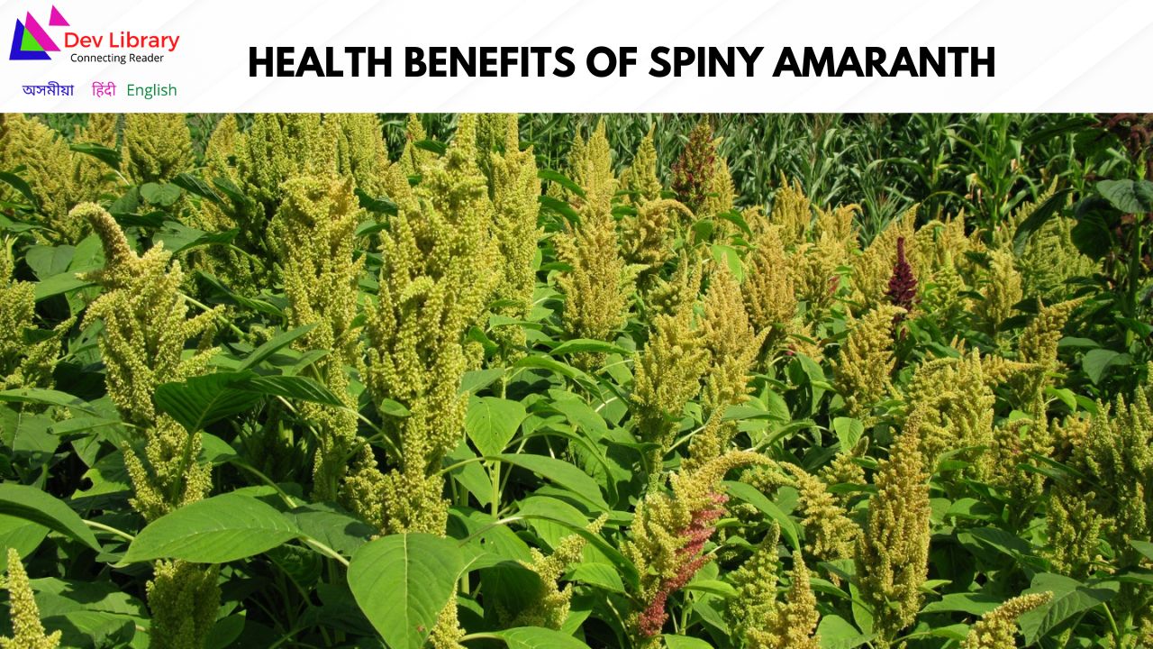 Health Benefits of Spiny amaranth
