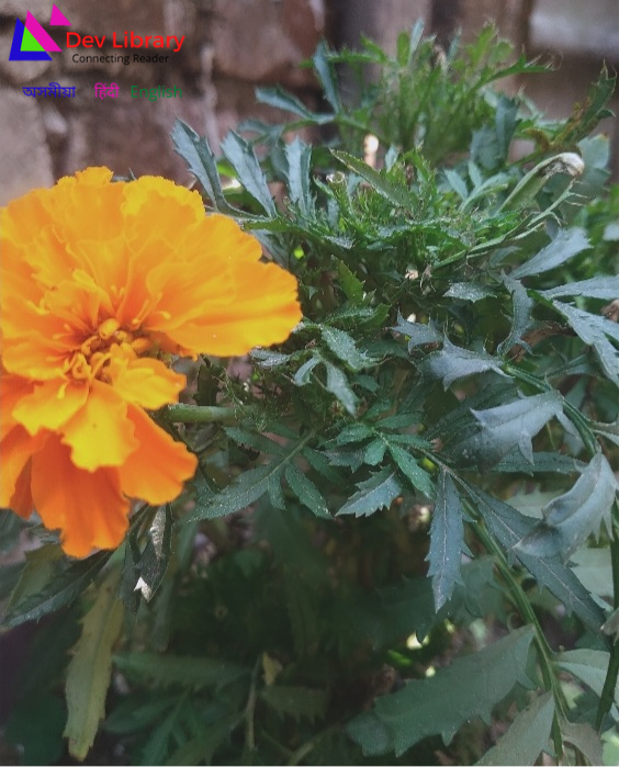 Health Benefits of Marigold