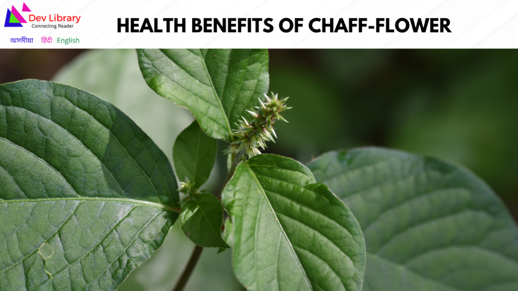 Health Benefits of Chaff-flower | অপমাগৰ স্বাস্থ্যজনিত উপকাৰিতা
