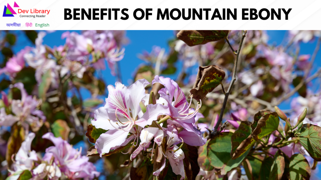 Benefits of Mountain Ebony | কাঞ্চন উদ্ভিদৰ উপকাৰিতা