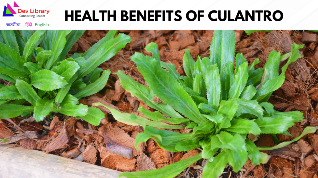 Health Benefits of Culantro | মান ধনিয়াৰ উপকাৰিতা 