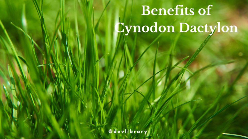 Benefits of Cynodon Dactylon | দুবৰি বনৰ উপকাৰিতা