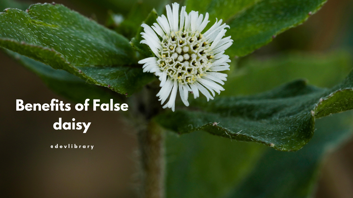 Benefits of False daisy | কেহৰাজৰ উপকাৰিতা
