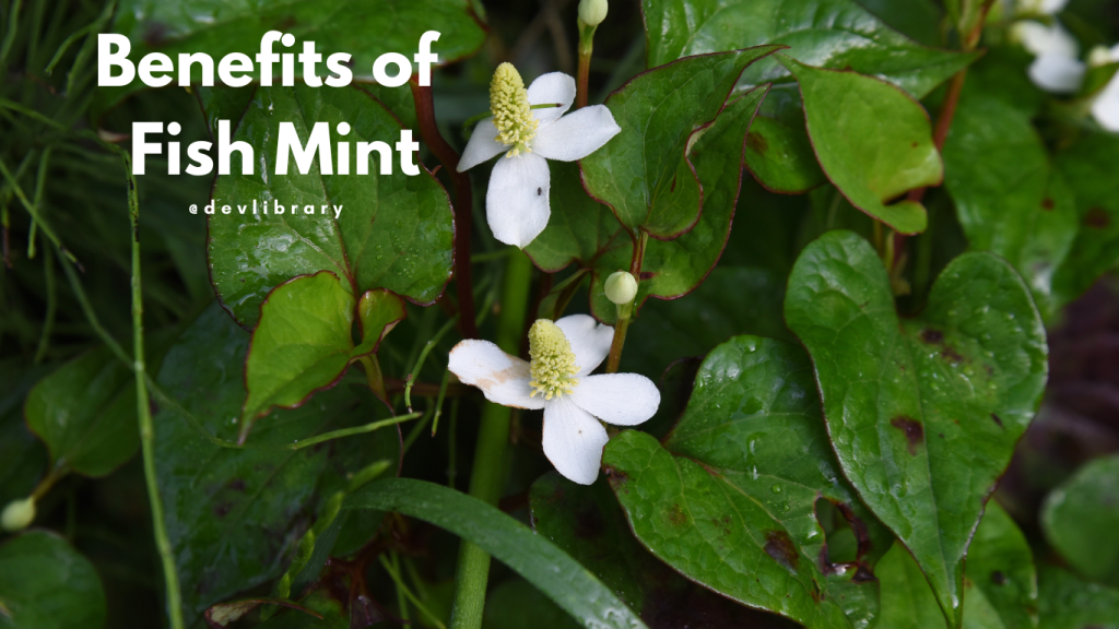 Benefits of Fish Mint | মছুন্দৰীৰ উপকাৰিতা