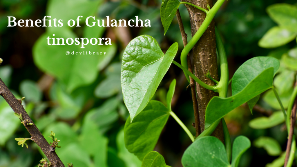 Benefits of Gulancha tinospora | গিলইৰ উপকাৰিতা