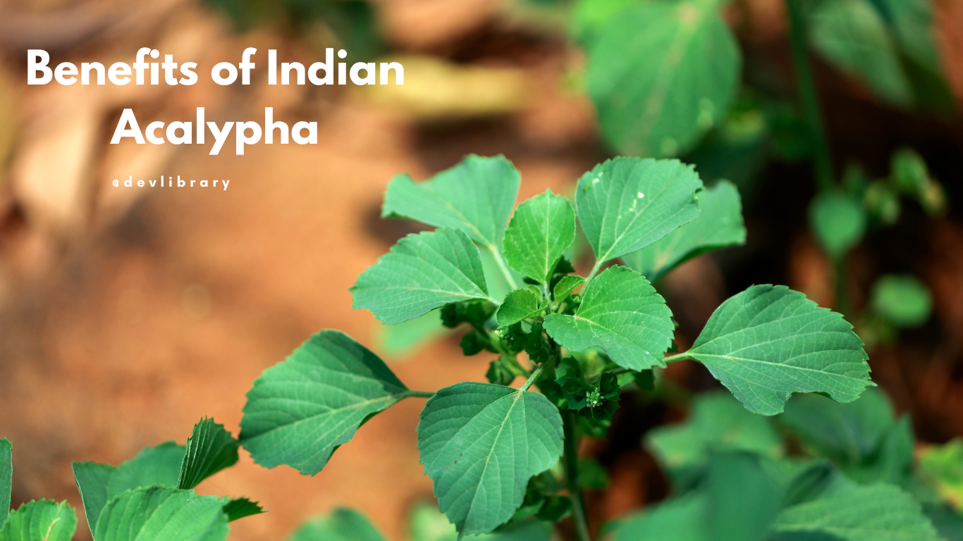 Benefits of Indian Acalypha | মুকুতা মঞ্জৰীৰ উপকাৰিতা