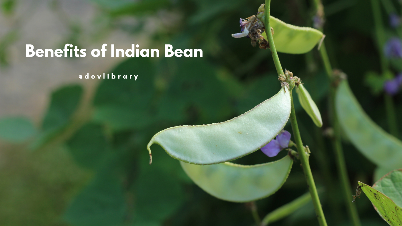 Benefits of Indian Bean | উৰহীৰ উপকাৰিতা