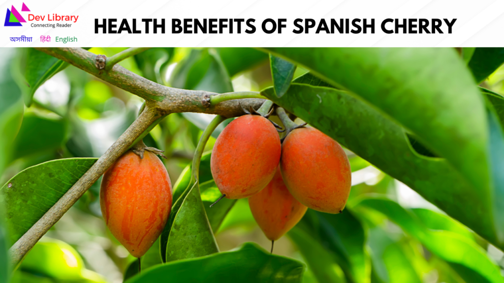 Health Benefits of Spanish cherry | বকুলৰ স্বাস্থ্যজনিত উপকাৰিতা  