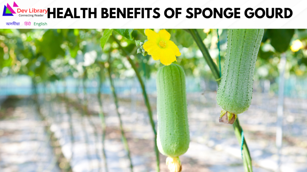Health Benefits of Sponge gourd | ভোলৰ উপকাৰিতা 