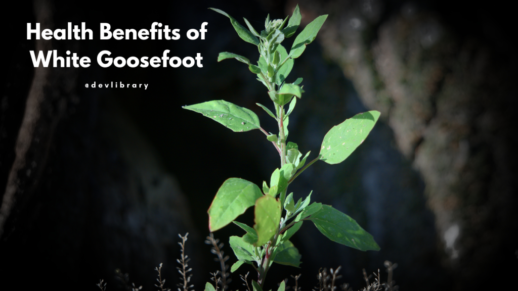 Health Benefits of White Goosefoot |  জিলমিল শাকৰ উপকাৰিতা