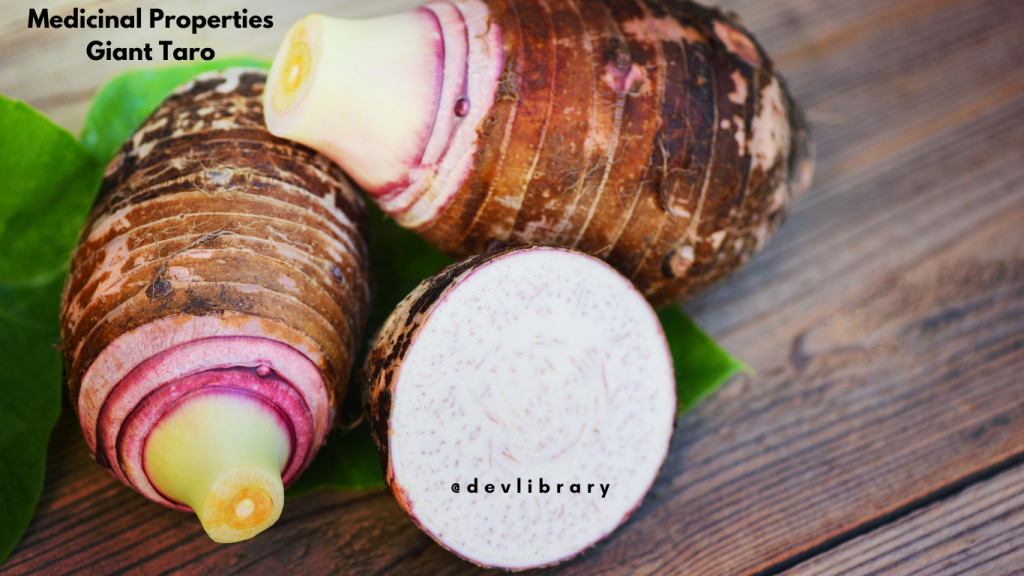 Medicinal Properties Giant Taro | বৰ মানকচুৰ ঔষধি গুণাগুণ