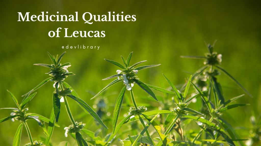Medicinal Qualities of Leucas | দ্ৰুণবণৰ ঔষধি গুণাগুণ 