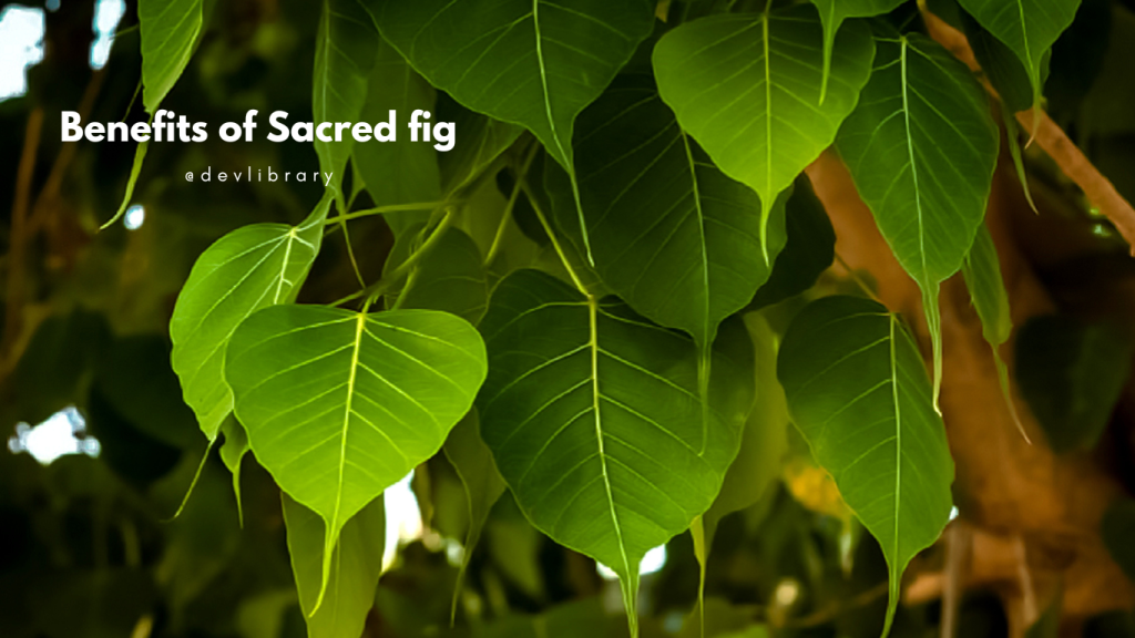 Benefits of Sacred fig | আহঁতৰ উপকাৰিতা