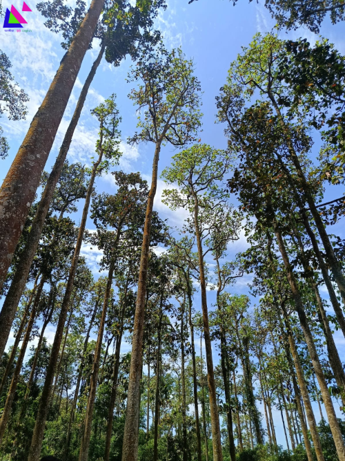 চিত্ৰ: দিহিং পাটকাই ৰাষ্ট্ৰীয় উদ্যান (Dihing Patkai National Park), জয়পুৰ, ডিব্ৰুগড় Dibrugarh
