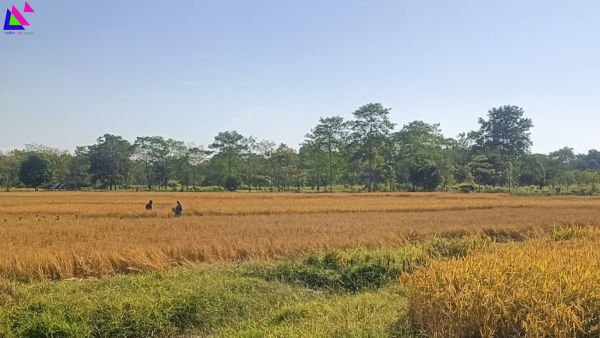                                                                                 চিত্ৰ: ধান খেতি, ডিব্ৰুগড় 