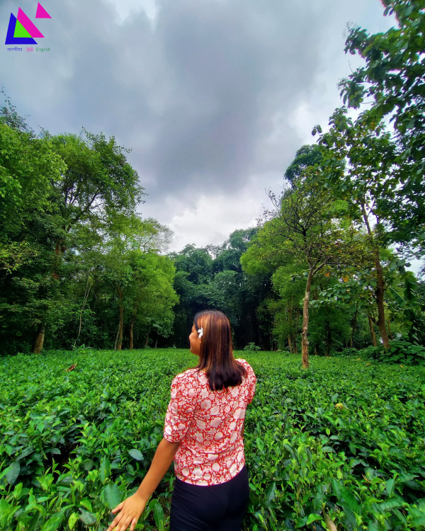                                                                           চিত্ৰ: চাহ পাতৰ বাগান, ডিব্ৰুগড় 