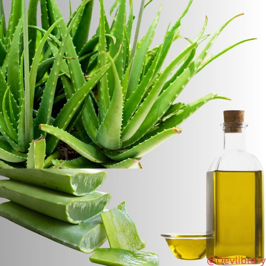 Aloe Vera Oil Uses and Health Advantages Explained