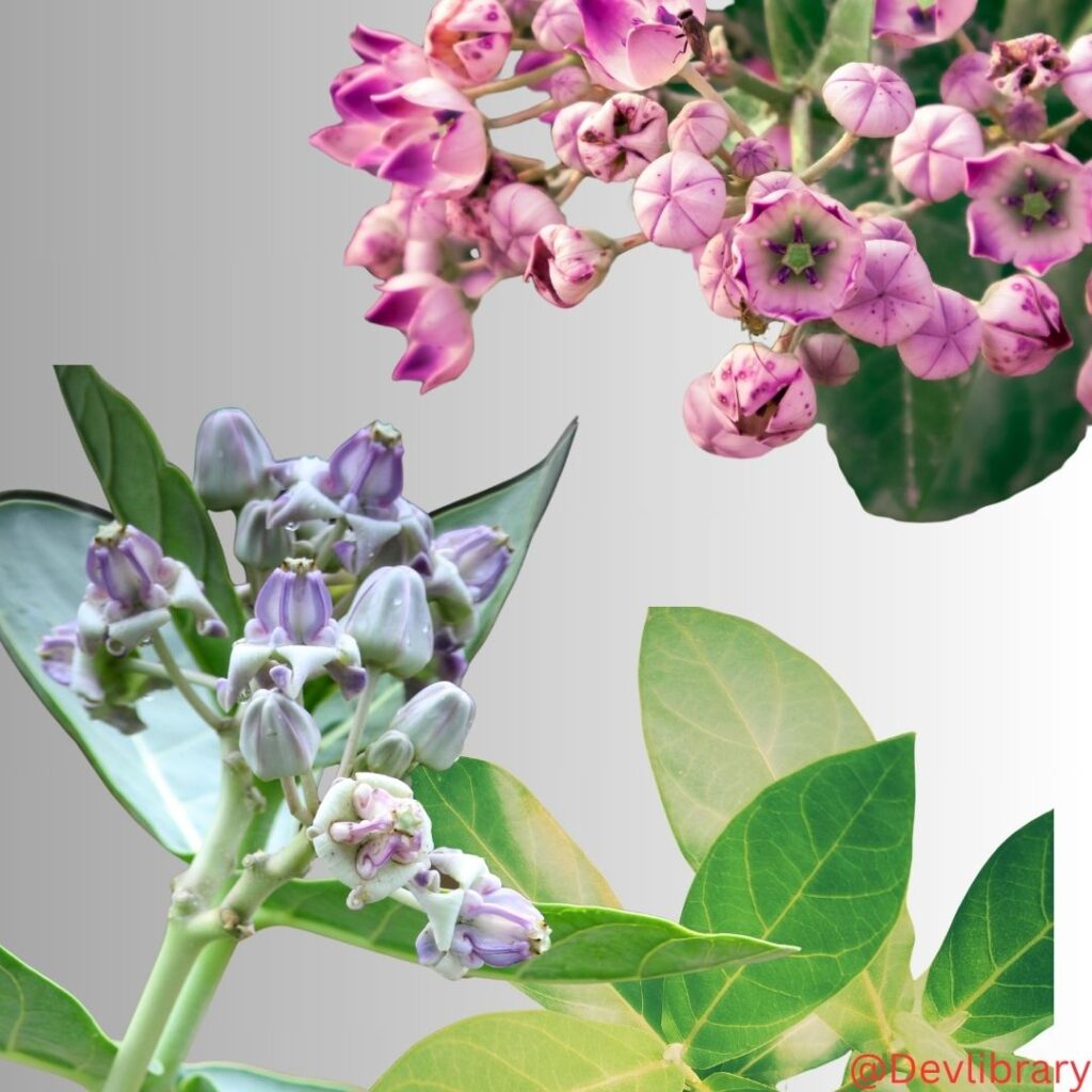 Uses and Benefits of Crown Flower  Calotropis gigantea