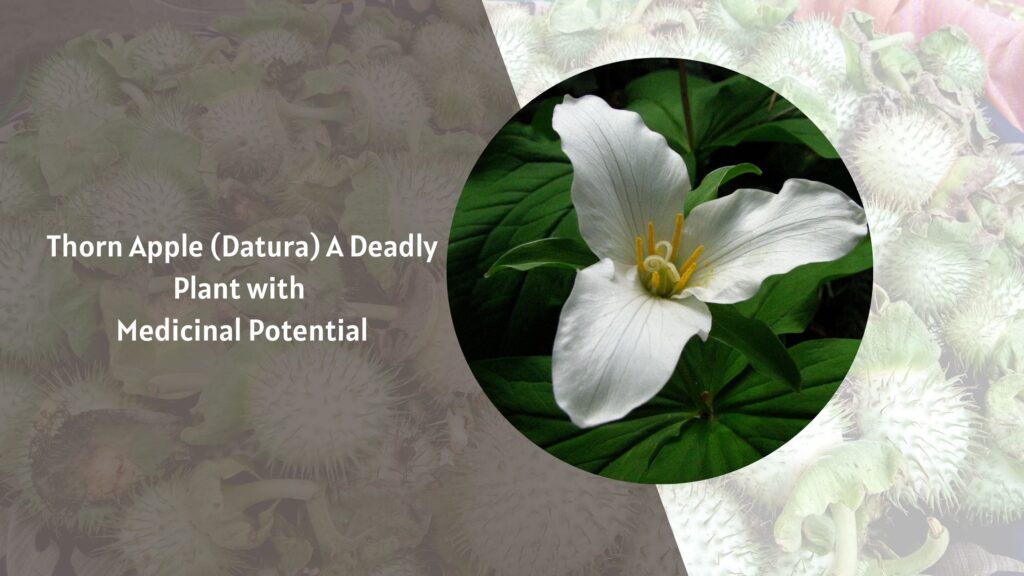 Thorn Apple (Datura) A Deadly Plant with Medicinal Potential