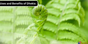 Dhekia Assams Miracle Fern and Its Powerful Medicinal Secrets
