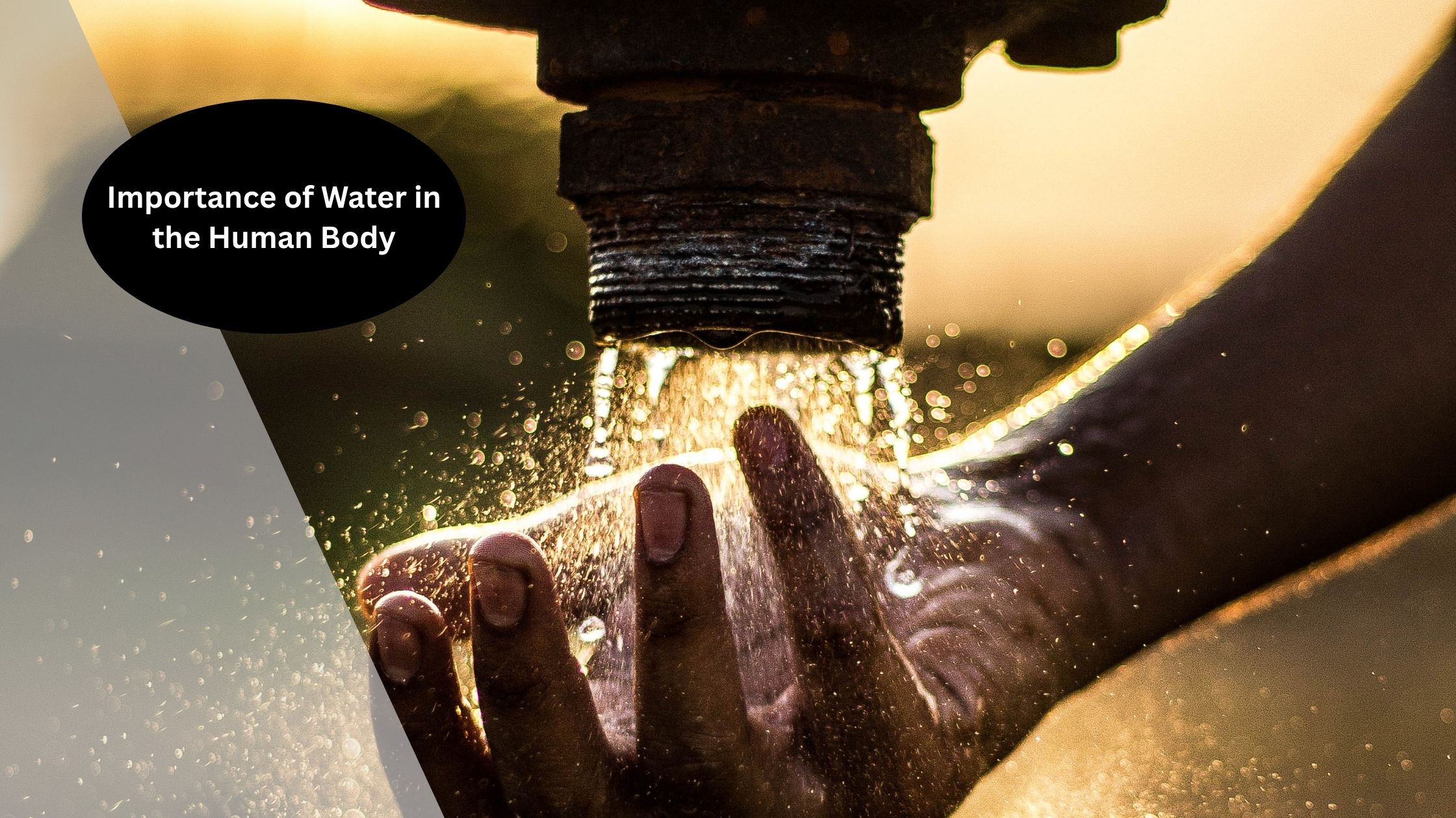 Water Importance in the Human Body
