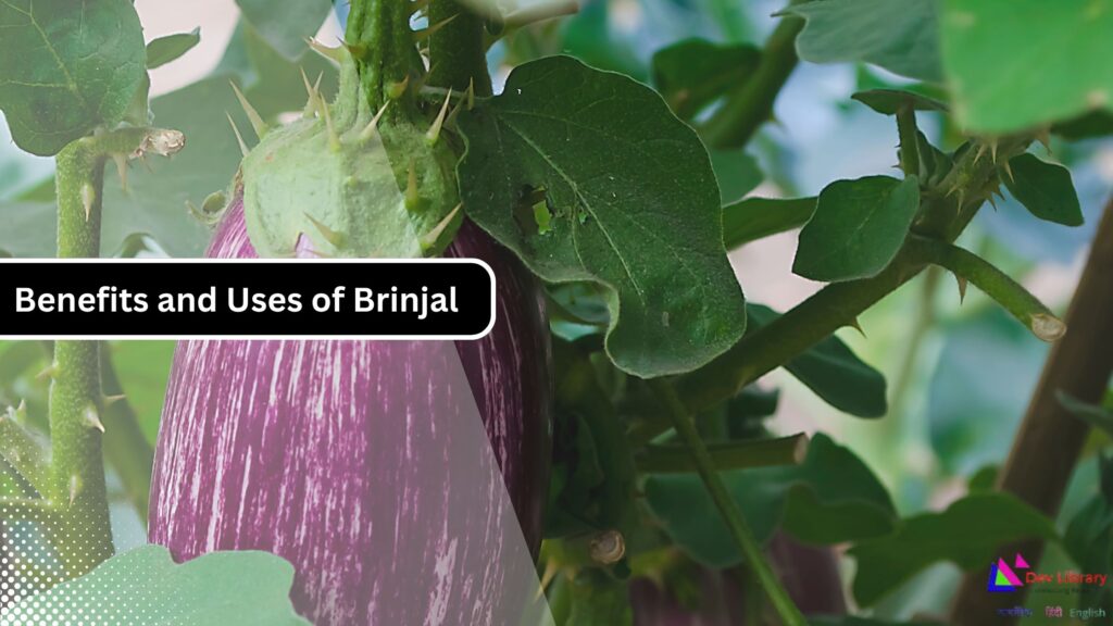 Brinjal Benefits Nutrition and Side Effects